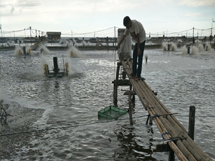 Fish-and-shrimp-farming