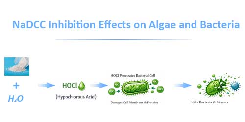 NaDCC Inhibition Effects on Algae and Bacteria