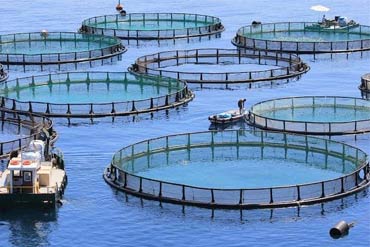 SDIC – Suitable Disinfectant for Aquaculture
