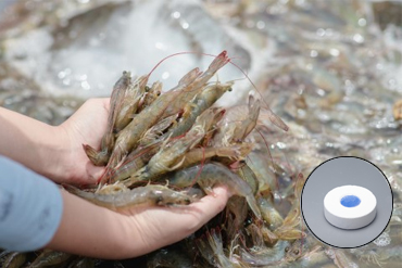 New Study Shows Potential of Trichloroisocyanuric Acid in Shrimp Farming