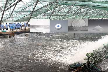 The Role of Trichloroisocyanuric Acid in Shrimp Farming